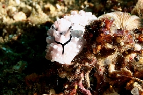 Bali 2016 - Pipeks phyllidiopsis - Phillidie pipeki - Phillidiopsis pipeki - IMG_5984_rc